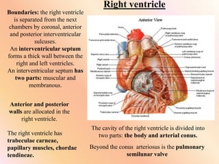Right ventricle
Boundaries: the right ventricle
is separated from the next
chambers by coronal, anterior
and posterior interventricular
sulcuses.
An interventricular septum
forms a thick wall between the
right and left ventricles.
An interventricular septum has
two parts: muscular and
membranous.
Anterior and posterior
walls are allocated in the
right ventricle.
The right ventricle has
trabeculae carneae,
papillary muscles, chordae
tendineae.
The cavity of the right ventricle is divided into
two parts: the body and arterial conus.
Beyond the conus arteriosus is the pulmonary
semilunar valve
 