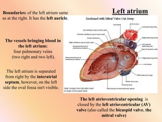 Left atrium
Boundaries: of the left atrium same
as at the right. It has the left auricle.
The vessels bringing blood in
the left atrium:
four pulmonary veins
(two right and two left).
The left atrium is separated
from right by the interatrial
septum, however, on the left
side the oval fossa isn't visible.
The left atrioventricular opening is
closed by the left atrioventricular (AV)
valve (also called the bicuspid valve, the
mitral valve)
 