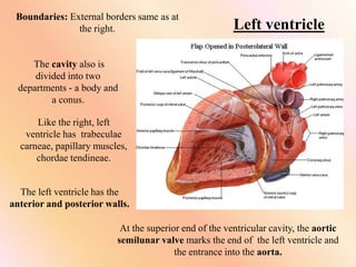 Left ventricle
Boundaries: External borders same as at
the right.
The cavity also is
divided into two
departments - a body and
a conus.
Like the right, left
ventricle has trabeculae
carneae, papillary muscles,
chordae tendineae.
The left ventricle has the
anterior and posterior walls.
At the superior end of the ventricular cavity, the aortic
semilunar valve marks the end of the left ventricle and
the entrance into the aorta.
 
