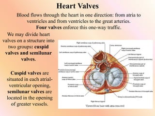Heart Valves
Blood flows through the heart in one direction: from atria to
ventricles and from ventricles to the great arteries.
Four valves enforce this one-way traffic.
We may divide heart
valves on a structure into
two groups: cuspid
valves and semilunar
valves.
Cuspid valves are
situated in each atrial-
ventricular opening,
semilunar valves are
located in the opening
of greater vessels.
 
