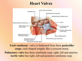 Heart Valves
Each semilunar valve is fashioned from three pocketlike
cusps, each shaped roughly like a crescent moon.
Pulmonary valve has three semilunar cusp: right, left and anterior.
Aortic valve has right, left and posterior semilunar cusp.
 