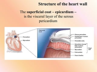 Structure of the heart wall
The superficial coat – epicardium –
is the visceral layer of the serous
pericardium
 
