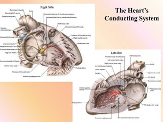 The Heart’s
Conducting System
 