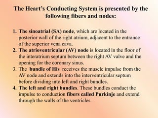 The Heart’s Conducting System is presented by the
following fibers and nodes:
1. The sinoatrial (SA) node, which are located in the
posterior wall of the right atrium, adjacent to the entrance
of the superior vena cava.
2. The atrioventricular (AV) node is located in the floor of
the interatrium septum between the right AV valve and the
opening for the coronary sinus.
3. The bundle of His receives the muscle impulse from the
AV node and extends into the interventricular septum
before dividing into left and right bundles.
4. The left and right bundles. These bundles conduct the
impulse to conduction fibers called Purkinje and extend
through the walls of the ventricles.
 