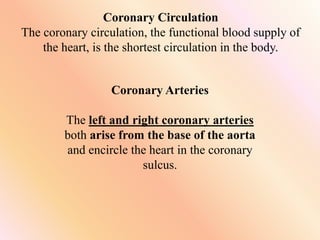 Coronary Circulation
The coronary circulation, the functional blood supply of
the heart, is the shortest circulation in the body.
Coronary Arteries
The left and right coronary arteries
both arise from the base of the aorta
and encircle the heart in the coronary
sulcus.
 