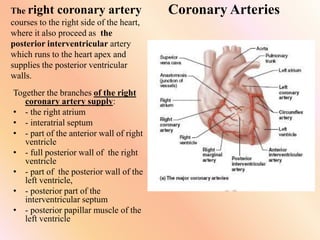 Coronary Arteries
The right coronary artery
courses to the right side of the heart,
where it also proceed as the
posterior interventricular artery
which runs to the heart apex and
supplies the posterior ventricular
walls.
Together the branches of the right
coronary artery supply:
• - the right atrium
• - interatrial septum
• - part of the anterior wall of right
ventricle
• - full posterior wall of the right
ventricle
• - part of the posterior wall of the
left ventricle,
• - posterior part of the
interventricular septum
• - posterior papillar muscle of the
left ventricle
 