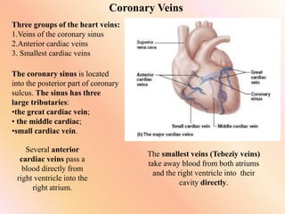 Coronary Veins
Three groups of the heart veins:
1.Veins of the coronary sinus
2.Anterior cardiac veins
3. Smallest cardiac veins
The coronary sinus is located
into the posterior part of coronary
sulcus. The sinus has three
large tributaries:
•the great cardiac vein;
• the middle cardiac;
•small cardiac vein.
Several anterior
cardiac veins pass a
blood directly from
right ventricle into the
right atrium.
The smallest veins (Tebeziy veins)
take away blood from both atriums
and the right ventricle into their
cavity directly.
 