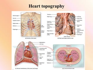 Heart topography
 