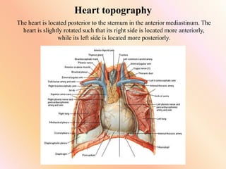 Heart topography
The heart is located posterior to the sternum in the anterior mediastinum. The
heart is slightly rotated such that its right side is located more anteriorly,
while its left side is located more posteriorly.
 