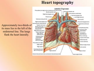 Heart topography
Approximately two-thirds of
its mass lies to the left of the
midsternal line. The lungs
flank the heart laterally.
 