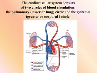 The cardiovascular system consists
of two circles of blood circulation:
the pulmonary (lesser or lung) circle and the systemic
(greater or corporal ) circle.
 