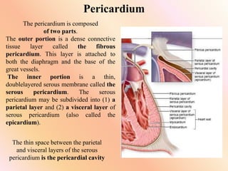 Pericardium
The pericardium is composed
of two parts.
The outer portion is a dense connective
tissue layer called the fibrous
pericardium. This layer is attached to
both the diaphragm and the base of the
great vessels.
The inner portion is a thin,
doublelayered serous membrane called the
serous pericardium. The serous
pericardium may be subdivided into (1) a
parietal layer and (2) a visceral layer of
serous pericardium (also called the
epicardium).
The thin space between the parietal
and visceral layers of the serous
pericardium is the pericardial cavity
 