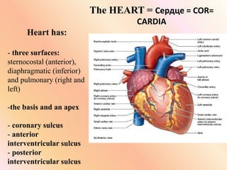 The HEART = Сердце = COR=
CARDIA
Heart has:
- three surfaces:
sternocostal (anterior),
diaphragmatic (inferior)
and pulmonary (right and
left)
-the basis and an apex
- coronary sulcus
- anterior
interventricular sulcus
- posterior
interventricular sulcus
 