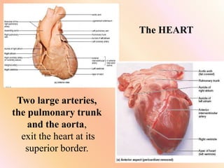 The HEART
Two large arteries,
the pulmonary trunk
and the aorta,
exit the heart at its
superior border.
 