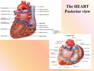 The HEART
Posterior view
 