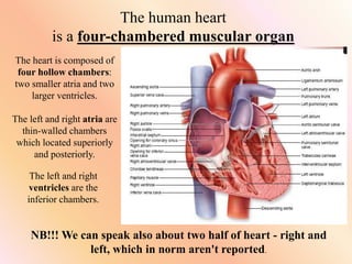 The human heart
is a four-chambered muscular organ
The heart is composed of
four hollow chambers:
two smaller atria and two
larger ventricles.
The left and right atria are
thin-walled chambers
which located superiorly
and posteriorly.
The left and right
ventricles are the
inferior chambers.
NB!!! We can speak also about two half of heart - right and
left, which in norm aren't reported.
 