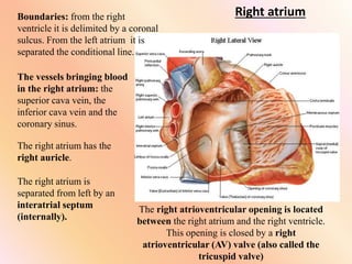 Right atrium
Boundaries: from the right
ventricle it is delimited by a coronal
sulcus. From the left atrium it is
separated the conditional line.
The vessels bringing blood
in the right atrium: the
superior cava vein, the
inferior cava vein and the
coronary sinus.
The right atrium has the
right auricle.
The right atrium is
separated from left by an
interatrial septum
(internally).
The right atrioventricular opening is located
between the right atrium and the right ventricle.
This opening is closed by a right
atrioventricular (AV) valve (also called the
tricuspid valve)
 