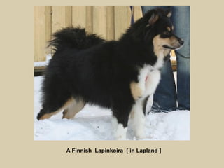 A Finnish Lapinkoira [ in Lapland ]

 