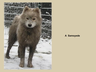 A Samoyede

 