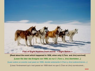 Five of Eight Huskies from movie < Eight Below >
[Read about the event which happened in 1958, when only 2 (Taro and Jiro) survived]
[Lesen Sie über das Ereignis von 1958, wo nur 2 (Taro u. Jiro) überlebten...]
[Lean sobre un evento cual pasó en 1958, donde solamente 2 (Taro y Jiro) sobrevivieron...]
[Lisez l‘événement qui c‘est passé en 1958 dont ne que 2 (Taro et Jiro) survécurent...

>>>

 