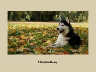 A Siberian Husky

 
