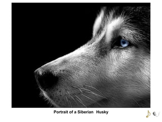 Portrait of a Siberian Husky

 