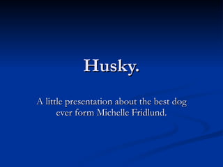 Husky. A little presentation about the best dog ever form Michelle Fridlund. 