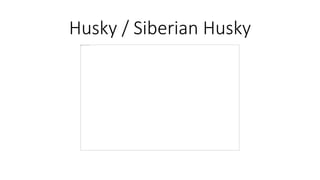 Husky / Siberian Husky
 