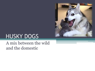 HUSKY DOGS
A mix between the wild
and the domestic
 