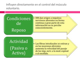 Influyen directamente en el control del músculo voluntario.