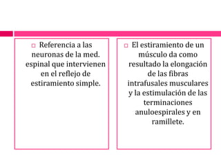 Referencia a las neuronas de la med. espinal que intervienen en el reflejo de estiramiento simple. El estiramiento de un músculo da como resultado la elongación de las fibras intrafusales musculares y la estimulación de las terminaciones anuloespirales y en ramillete.