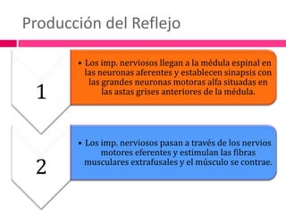 Producción del Reflejo