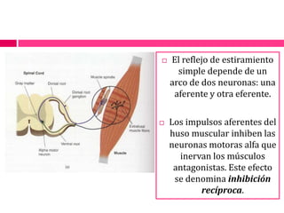 El reflejo de estiramiento simple depende de un arco de dos neuronas: una aferente y otra eferente.Los impulsos aferentes del huso muscular inhiben las neuronas motoras alfa que inervan los músculos antagonistas. Este efecto se denomina inhibición recíproca.
