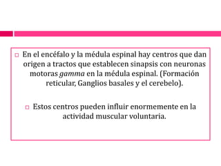 En el encéfalo y la médula espinal hay centros que dan origen a tractos que establecen sinapsis con neuronas motoras gamma en la médula espinal. (Formación reticular, Ganglios basales y el cerebelo).Estos centros pueden influir enormemente en la actividad muscular voluntaria.