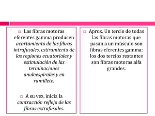 Las fibras motoras eferentes gamma producen acortamiento de las fibras intrafusales, estiramiento de las regiones ecuatoriales y estimulación de las terminaciones anuloespirales y en ramillete. A su vez, inicia la contracción refleja de las fibras extrafusales.Aprox. Un tercio de todas las fibras motoras que pasan a un músculo son fibras eferentes gamma; los dos tercios restantes son fibras motoras alfa grandes. 