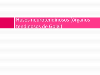 Husos neurotendinosos (órganos tendinosos de Golgi)