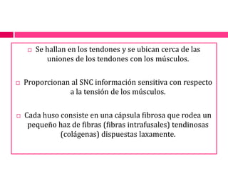 Se hallan en los tendones y se ubican cerca de las uniones de los tendones con los músculos.Proporcionan al SNC información sensitiva con respecto a la tensión de los músculos.Cada huso consiste en una cápsula fibrosa que rodea un pequeño haz de fibras (fibras intrafusales) tendinosas (colágenas) dispuestas laxamente.