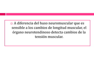 A diferencia del huso neuromuscular que es sensible a los cambios de longitud muscular, el órgano neurotendinoso detecta cambios de la tensión muscular.
