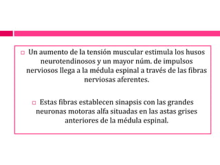 Un aumento de la tensión muscular estimula los husos neurotendinosos y un mayor núm. de impulsos nerviosos llega a la médula espinal a través de las fibras nerviosas aferentes.Estas fibras establecen sinapsis con las grandes neuronas motoras alfa situadas en las astas grises anteriores de la médula espinal.