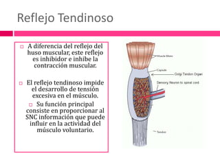 Reflejo TendinosoA diferencia del reflejo del huso muscular, este reflejo es inhibidor e inhibe la contracción muscular.El reflejo tendinoso impide el desarrollo de tensión excesiva en el músculo. Su función principal consiste en proporcionar al SNC información que puede influir en la actividad del músculo voluntario.