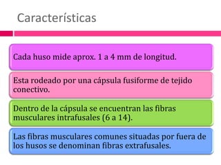 Características
