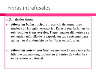 Fibras intrafusalesSon de dos tipos: Fibras en bolsa nuclear: presencia de numerosos núcleos en la región ecuatorial. En esta región faltan las estriaciones transversales. Tienen mayor diámetro y se extienden más allá de la cápsula en cada extremo para adherirse al endomisio de las fibras extrafusales.Fibras en cadena nuclear: los núcleos forman una sola hilera o cadena longitudinal en el centro de cada fibra en la región ecuatorial.