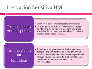 Inervación Sensitiva HM