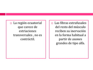 La región ecuatorial que carece de estriaciones transversales , no es contráctil. Las fibras extrafusales del resto del músculo reciben su inervación en la forma habitual a partir de axones grandes de tipo alfa.