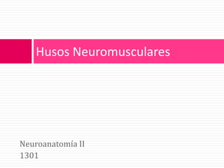 Neuroanatomía II 1301 Husos Neuromusculares 