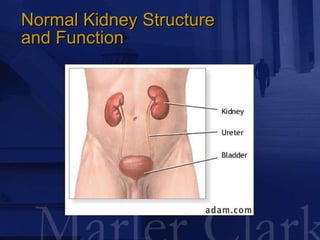 Normal Kidney Structure  and Function 