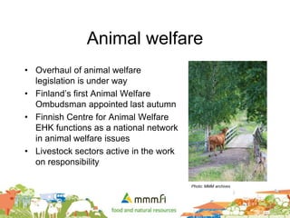 Animal welfare
• Overhaul of animal welfare
legislation is under way
• Finland’s first Animal Welfare
Ombudsman appointed last autumn
• Finnish Centre for Animal Welfare
EHK functions as a national network
in animal welfare issues
• Livestock sectors active in the work
on responsibility
Photo: MMM archives
 