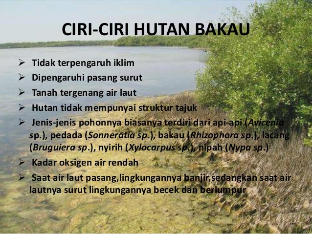 Hutan Bakau