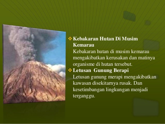 Hutan Hujan Tropis
