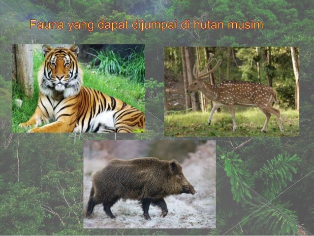 Hutan Musim Tropis
